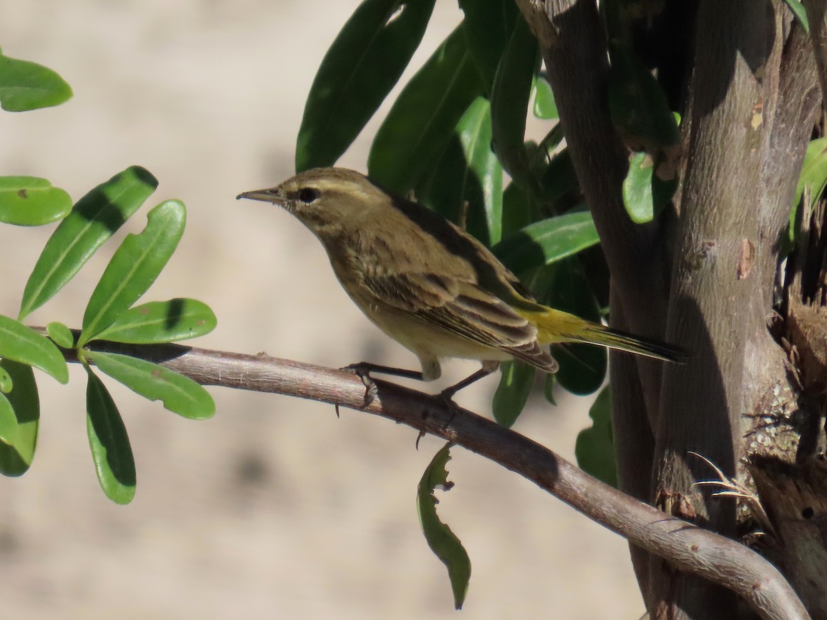 ヤシアメリカムシクイ - ML646308902