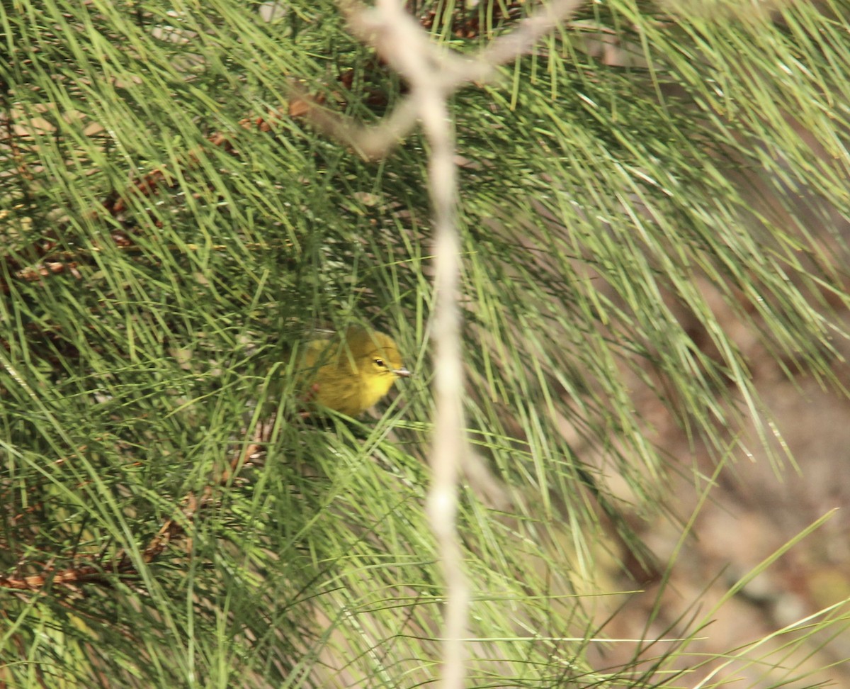 Pine Warbler - ML646308907