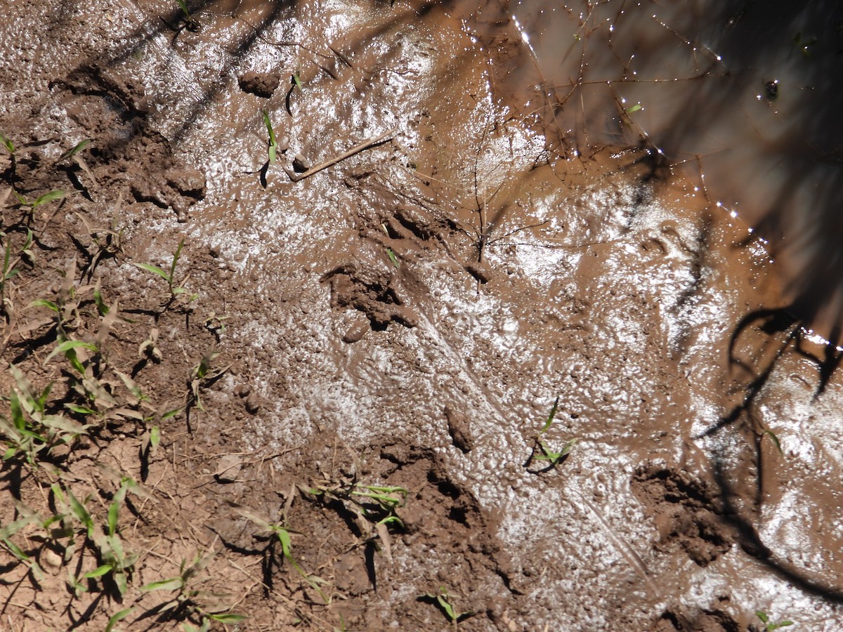 Mammiferi - ML646308908