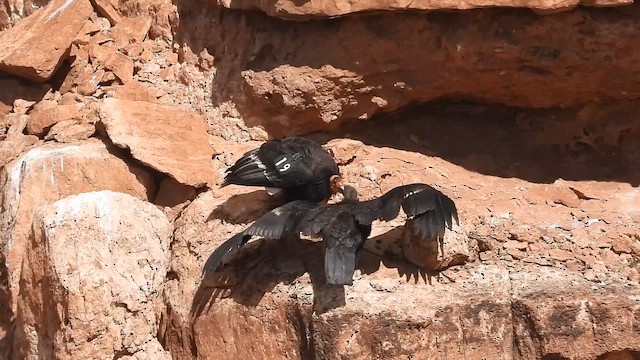 kaliforniakondor - ML646308909