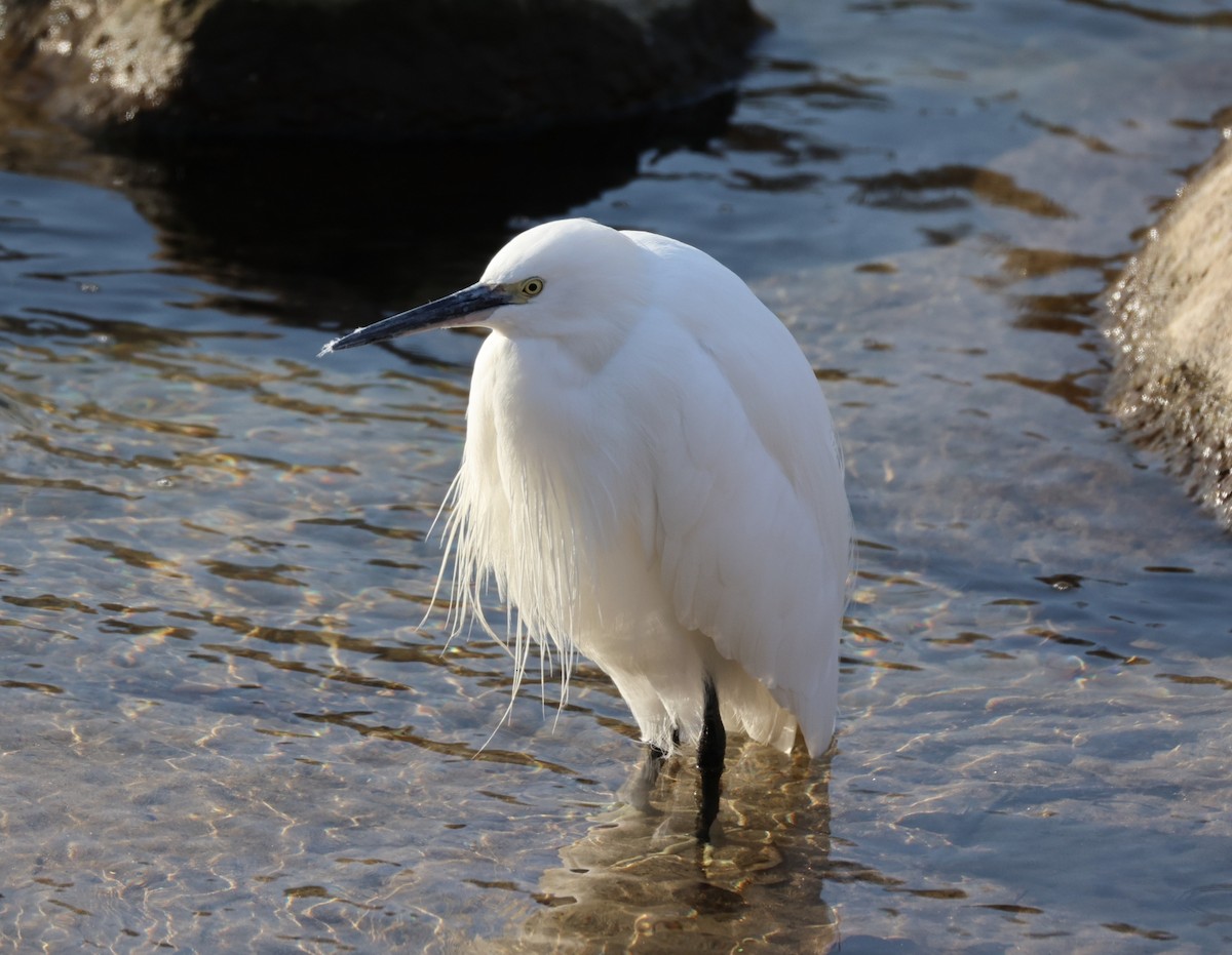 Хурган дэглий - ML646308910