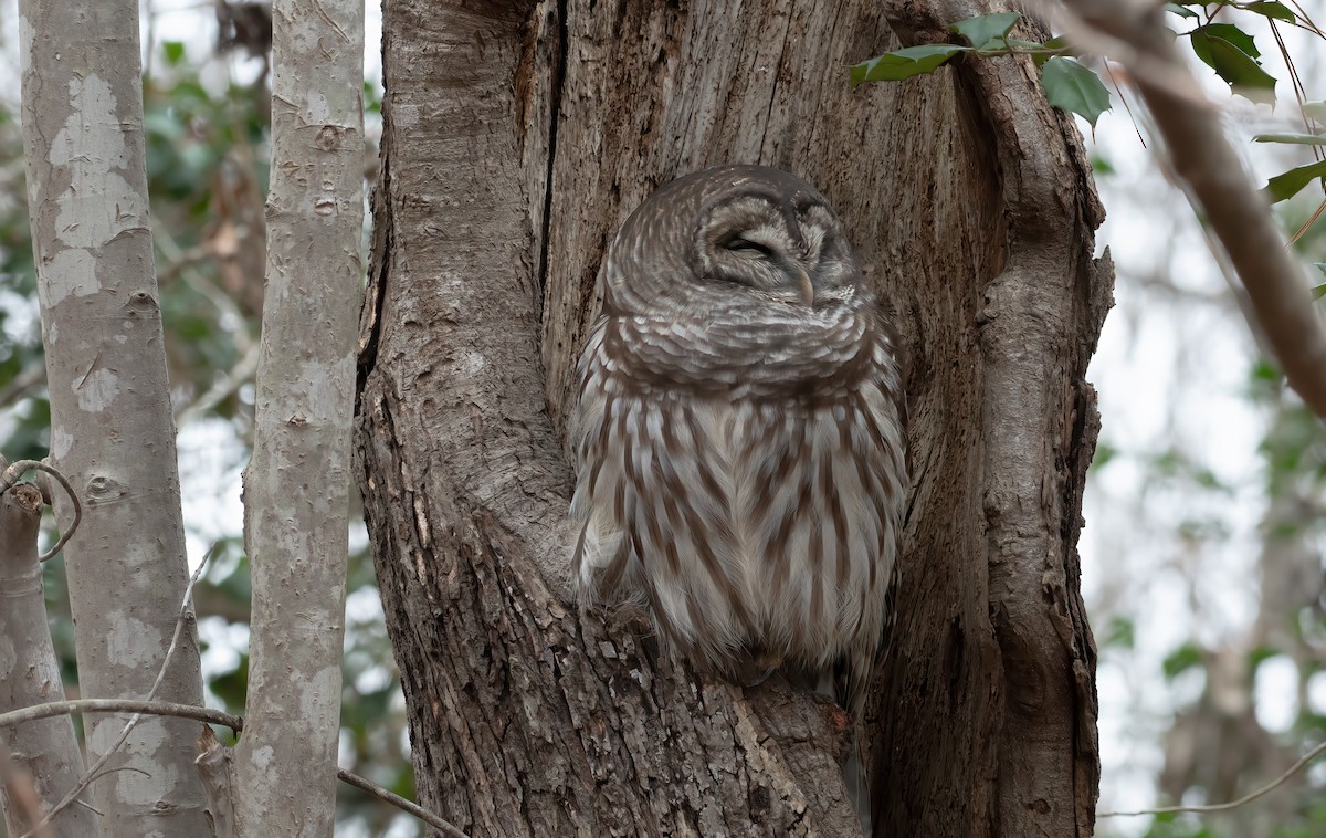 Barred Owl - ML646308921