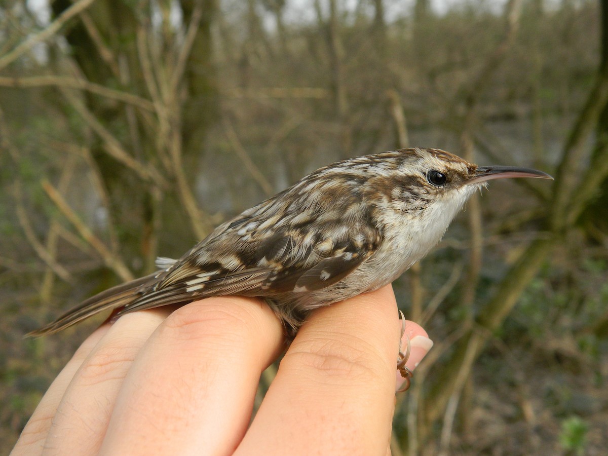 Short-toed Treecreeper - ML646308922
