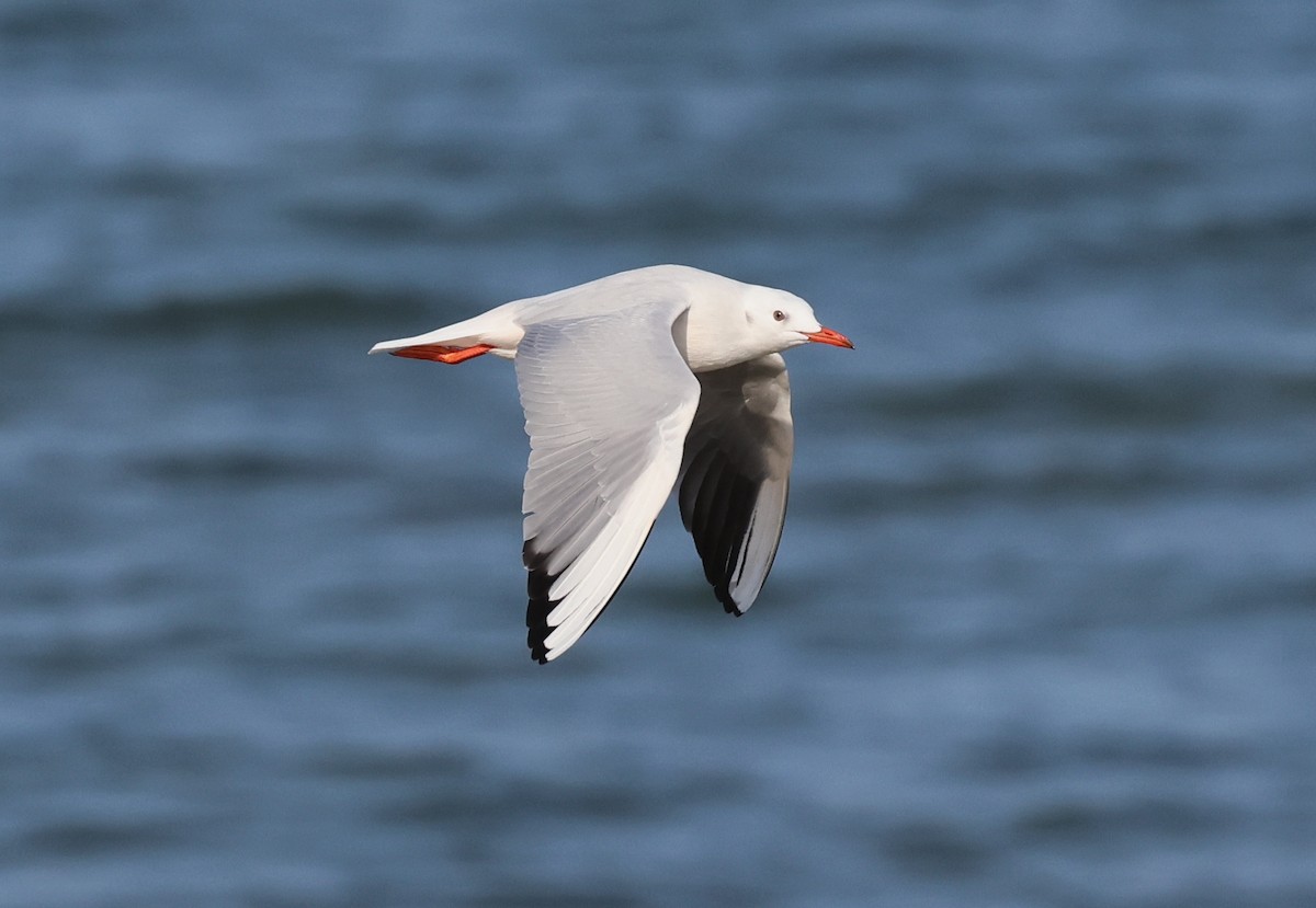 Slender-billed Gull - ML646308923