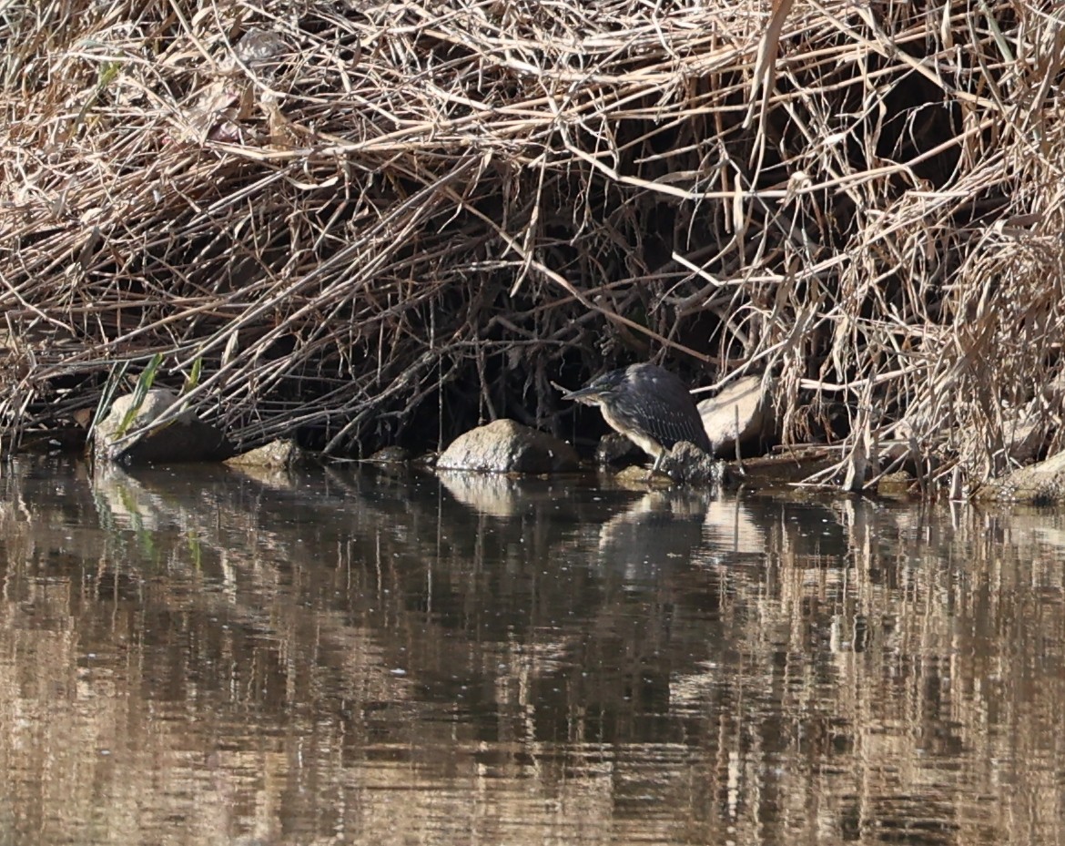 Little Heron - ML646308924