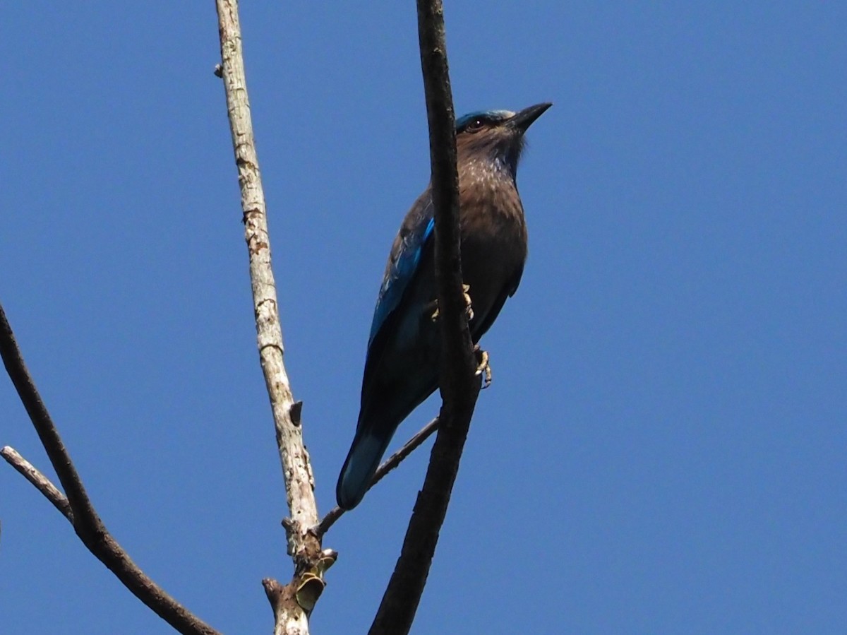 mandelík indočínský - ML646308926