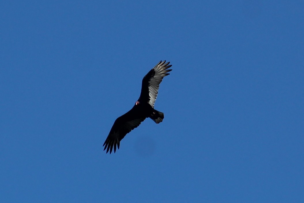 Turkey Vulture - ML646308932