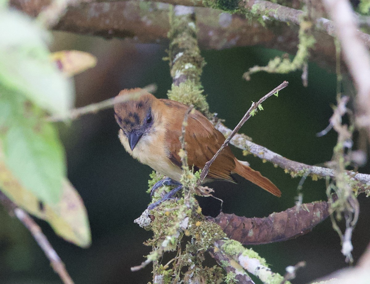 Бекард темний - ML646308933