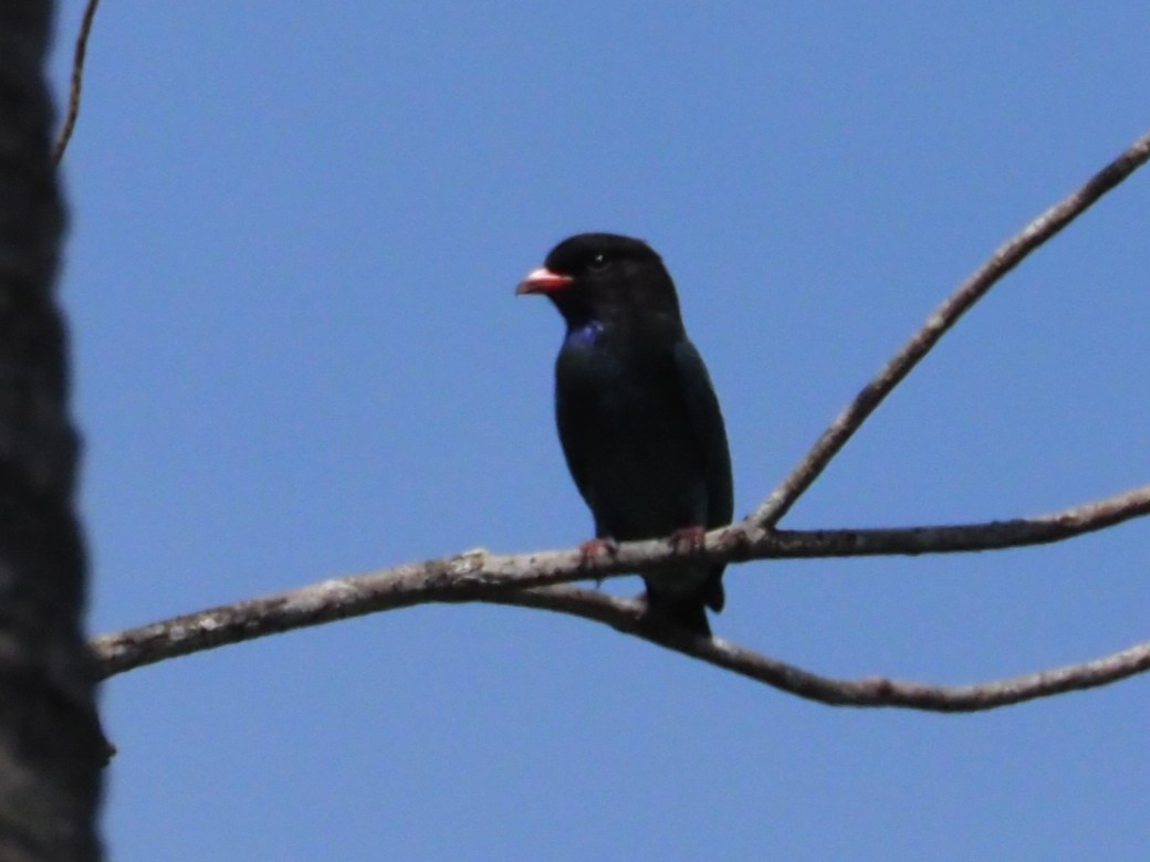 šírozobec východní - ML646308935