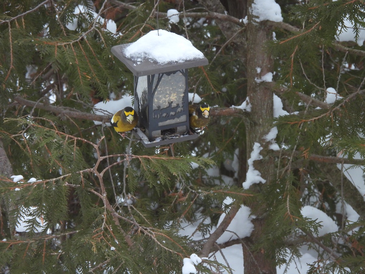 Evening Grosbeak - ML646308936