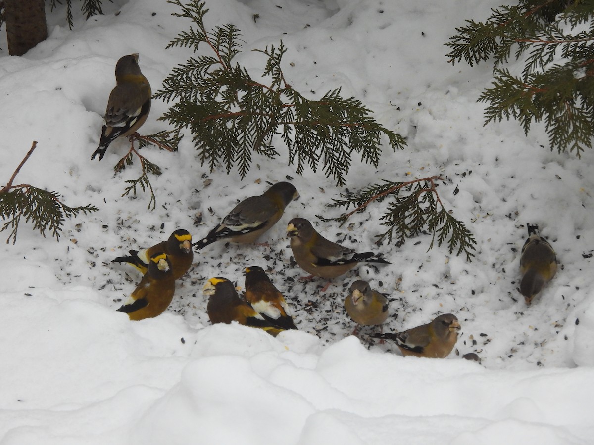 Evening Grosbeak - ML646308937