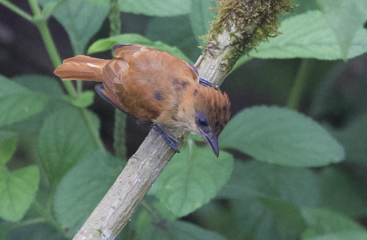 Бекард темний - ML646308940