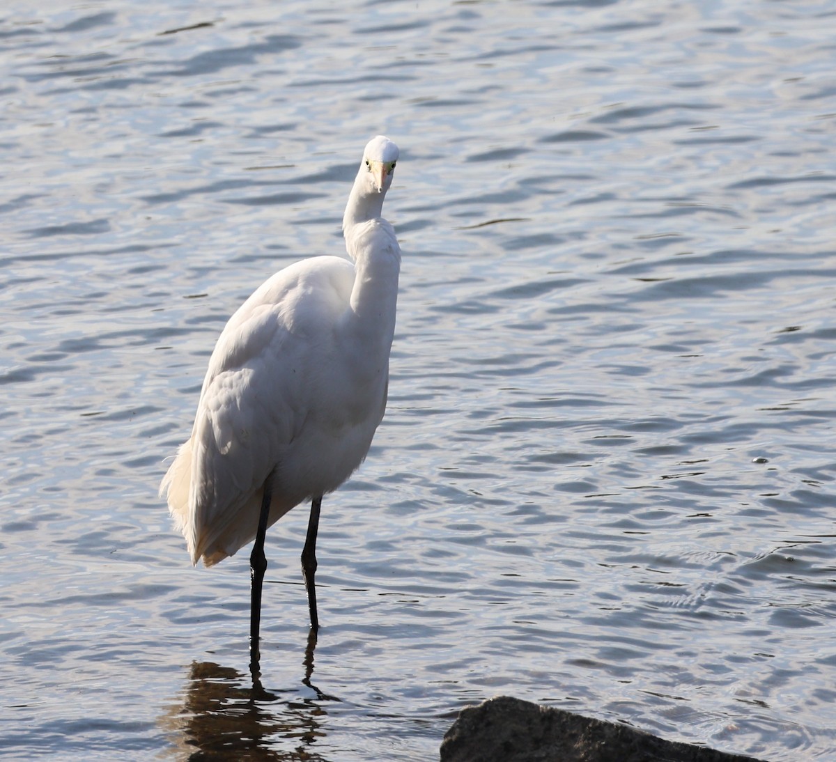 Цасч дэглий - ML646308941