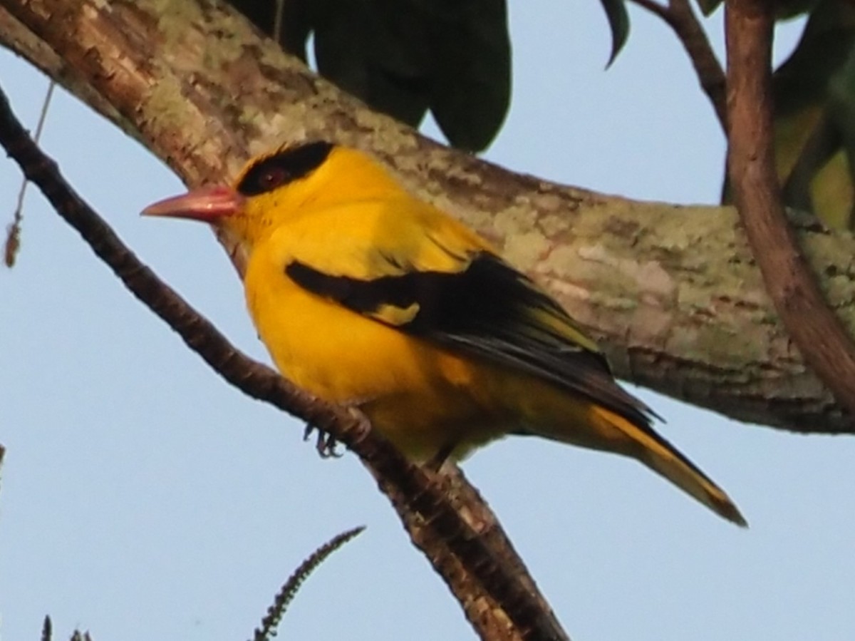 žluva černošíjná - ML646308943