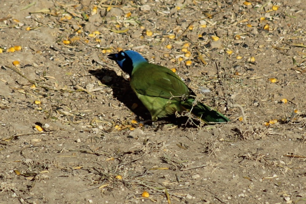 Geai vert - ML646308944