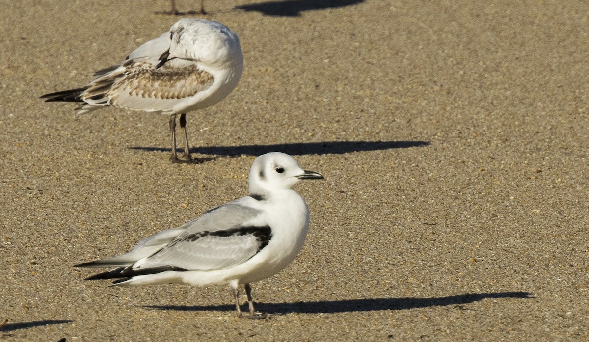 Моевка - ML646308947