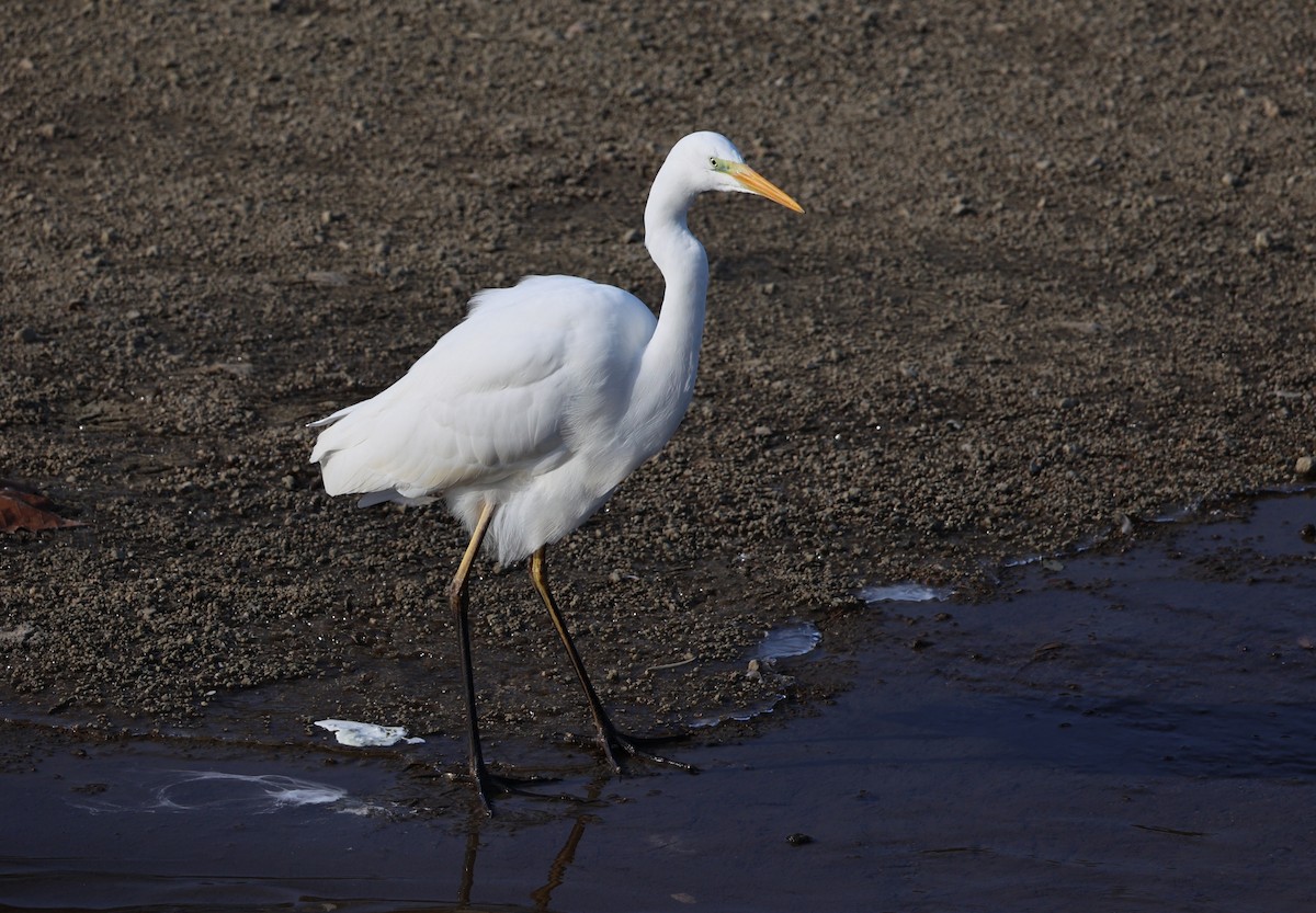 Great Egret (alba) - ML646308948