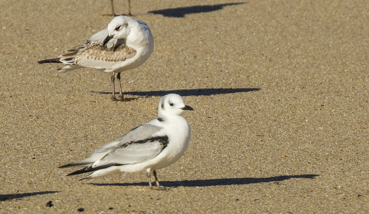 Моевка - ML646308949