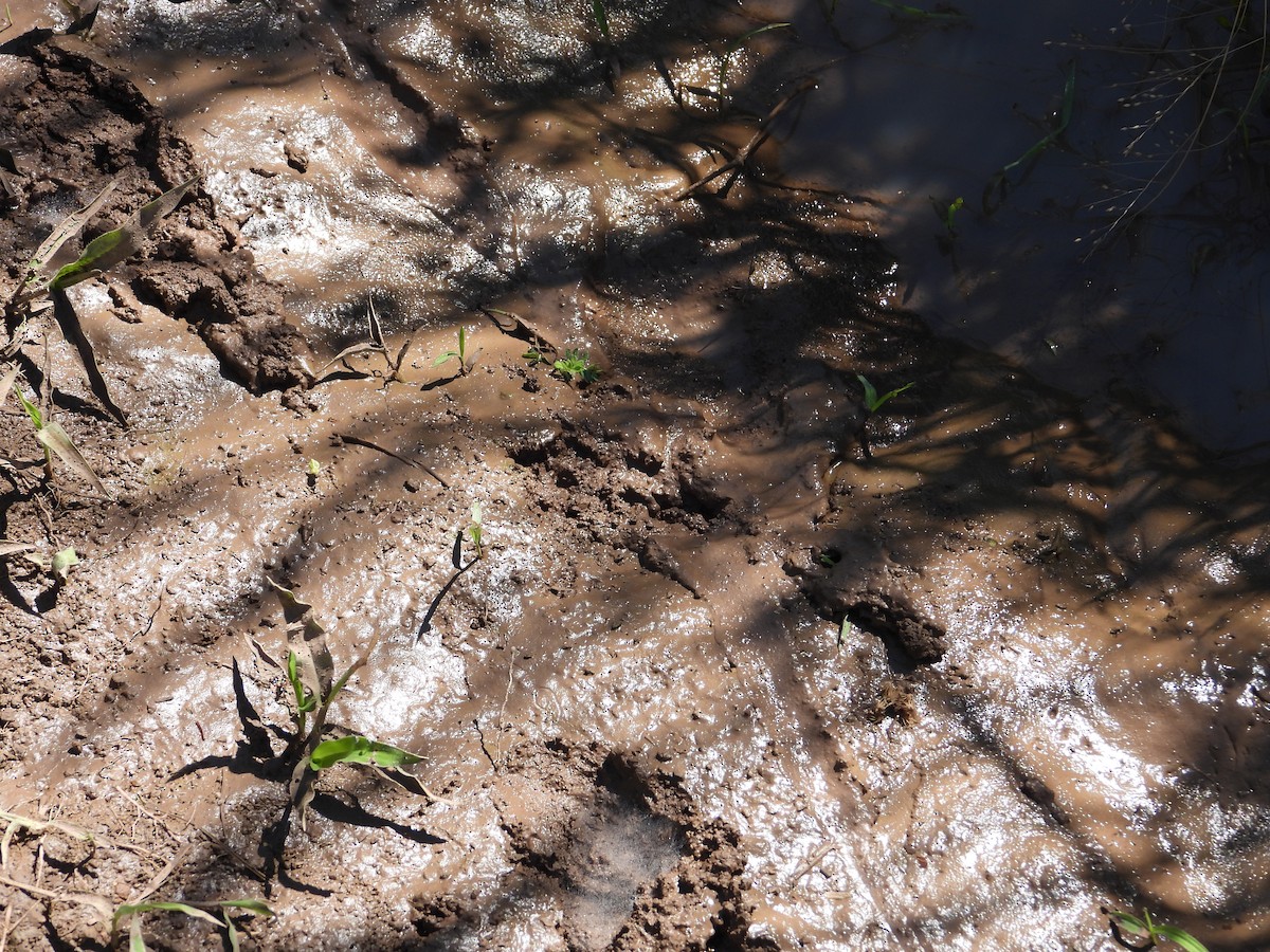 Mammiferi - ML646308950