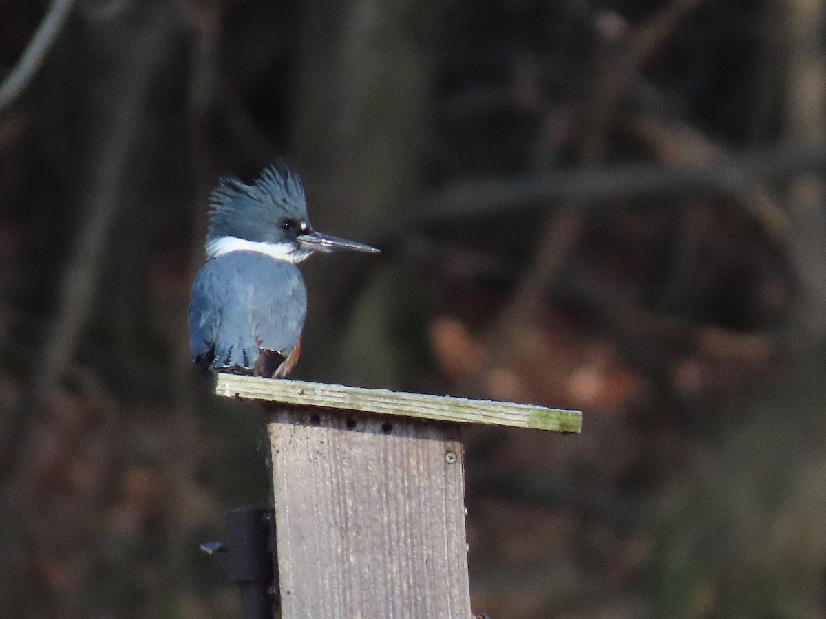 Belted Kingfisher - ML646308951