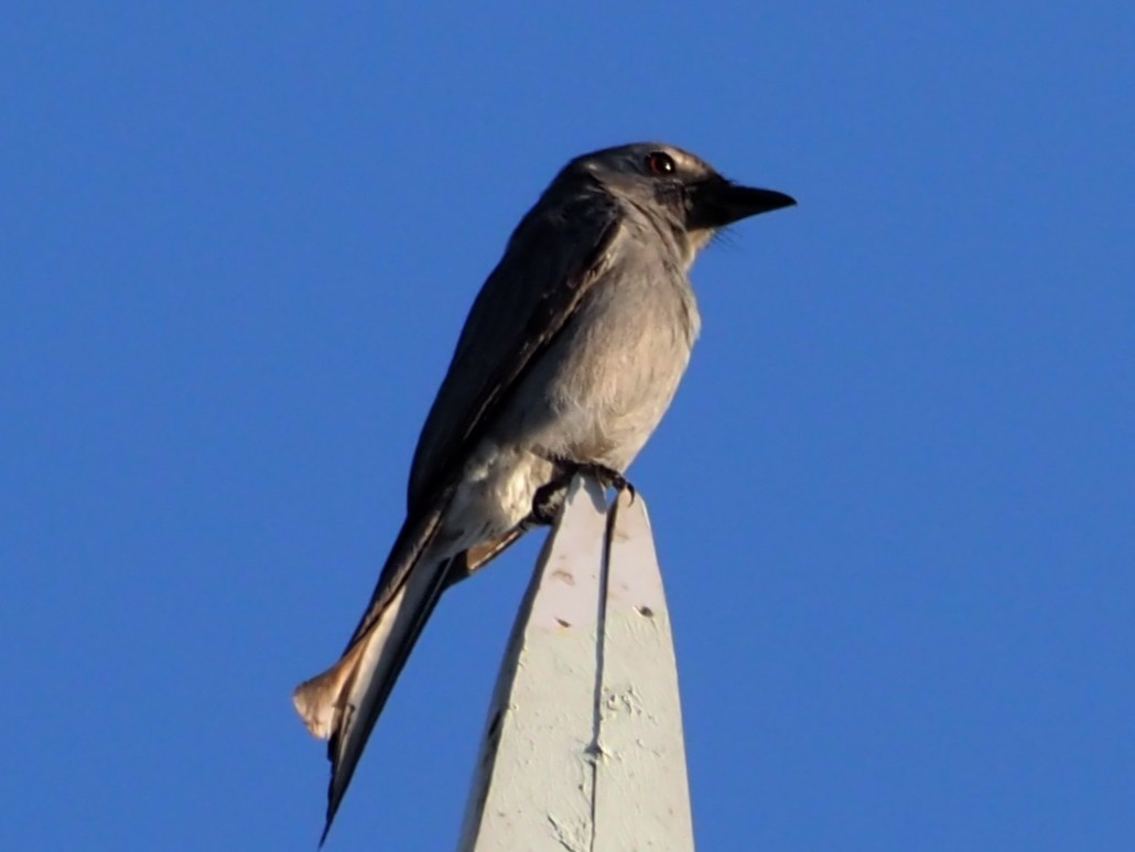 drongo kouřový - ML646308952