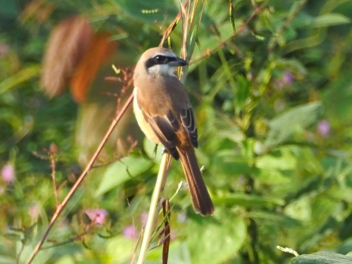 ťuhýk hnědý - ML646308958