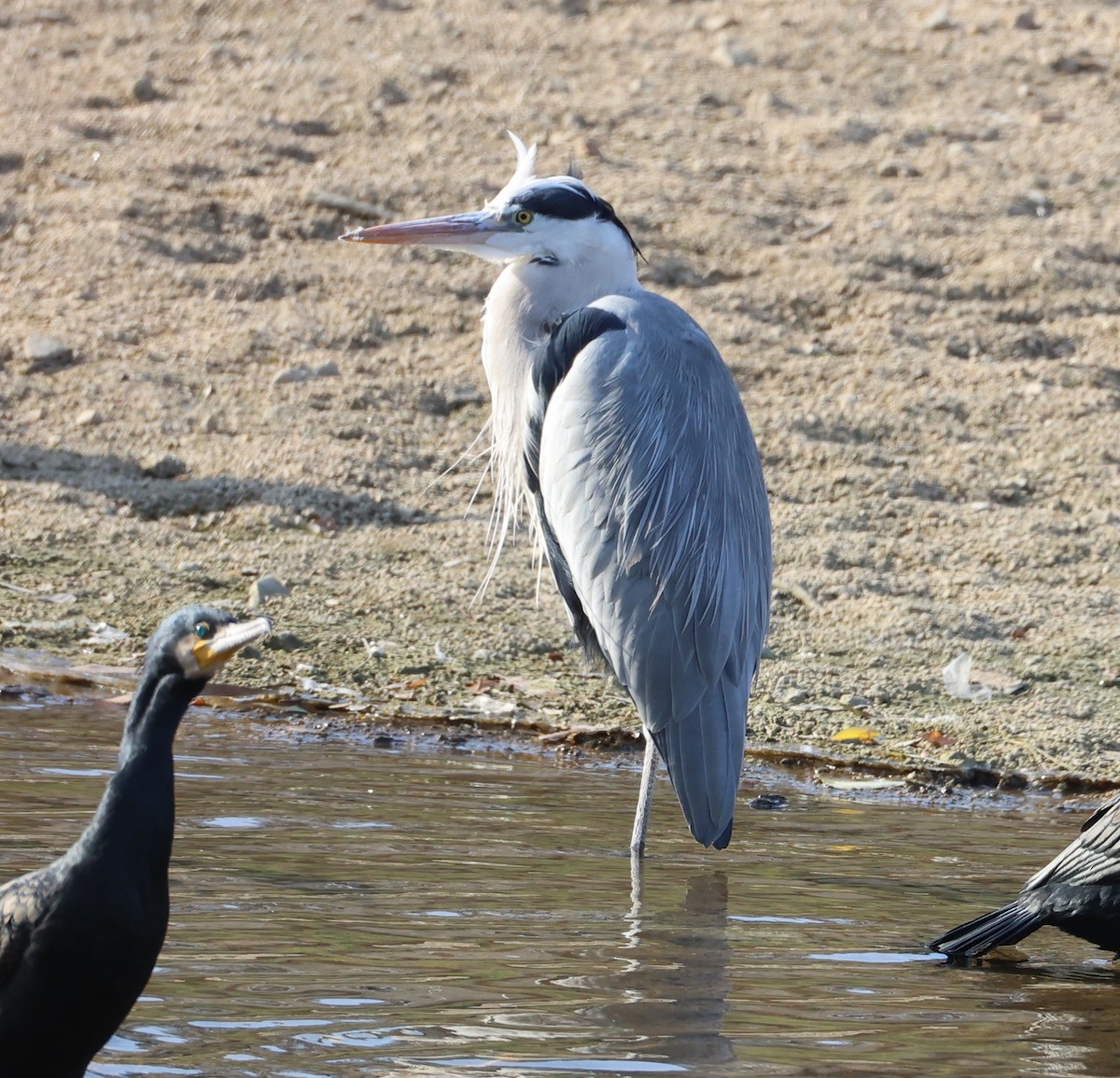 Gray Heron - ML646308962