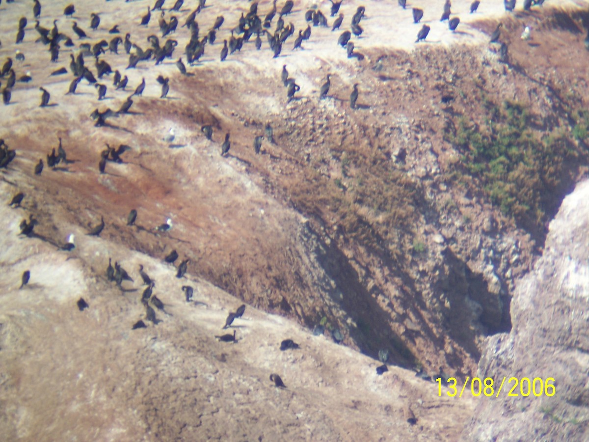 Double-crested Cormorant - ML646308963