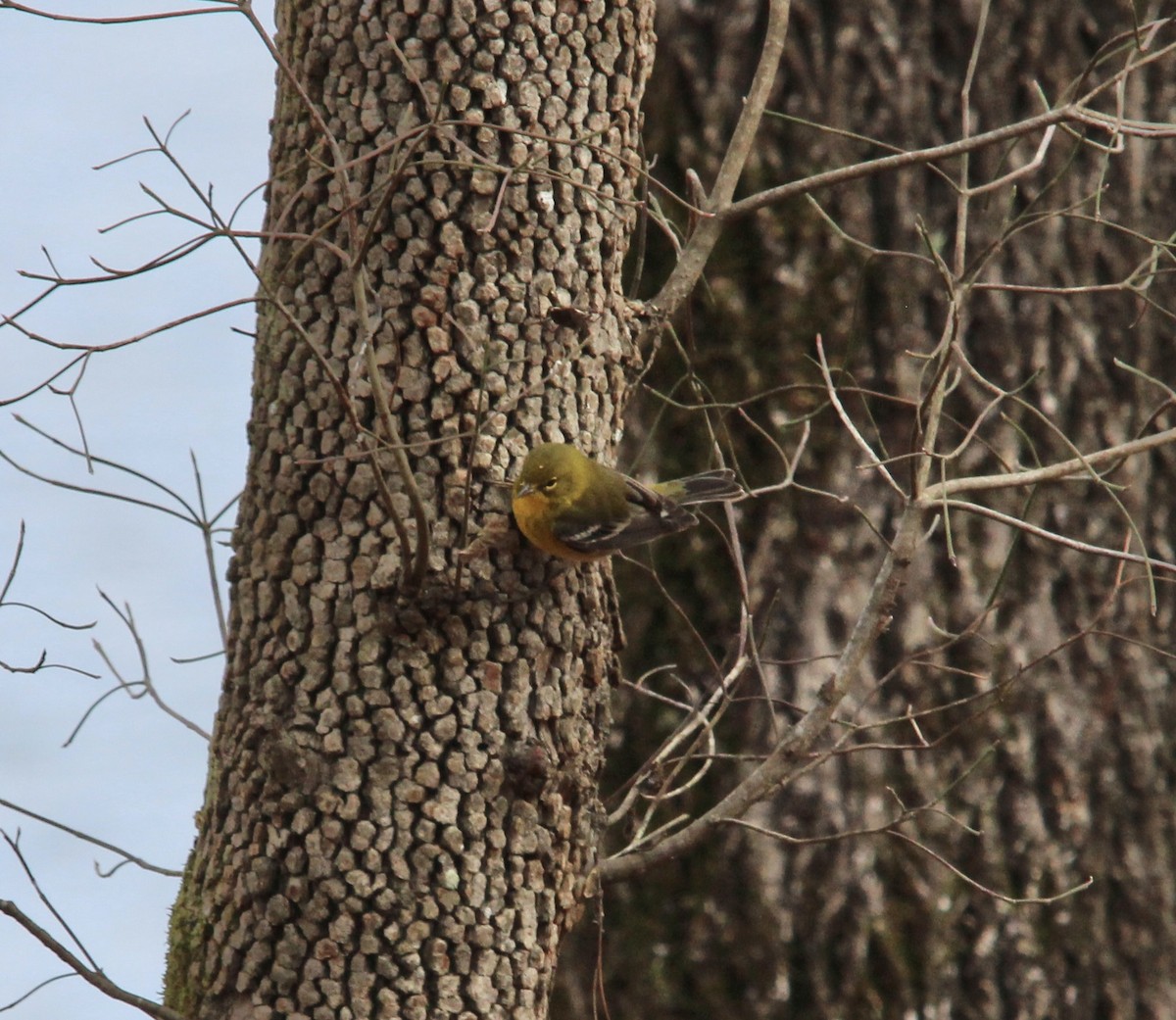 Pine Warbler - ML646308964