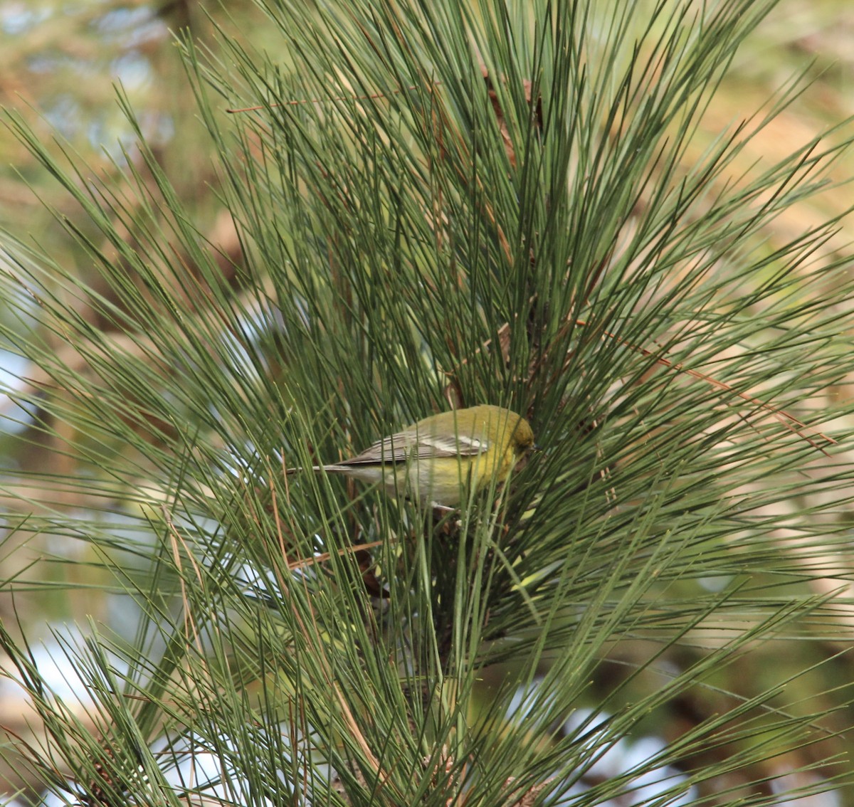 Pine Warbler - ML646308965