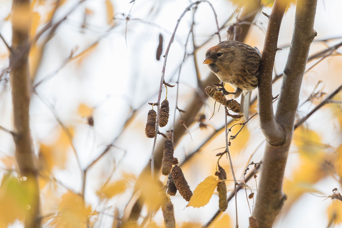 Redpoll - ML646308966
