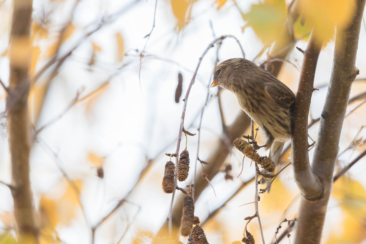 Redpoll - ML646308967