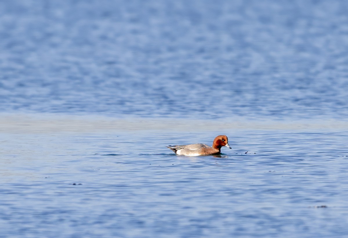 Eurasian Wigeon - ML646308968