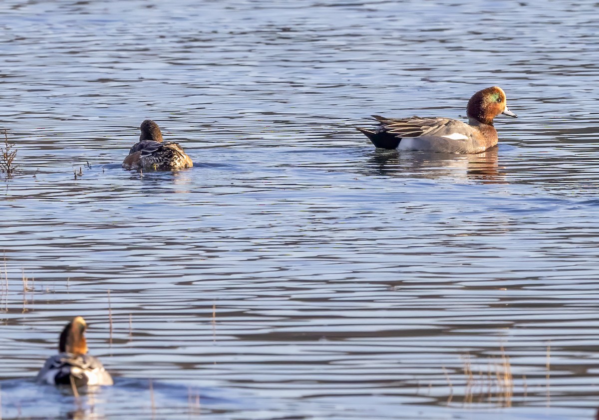 Eurasian Wigeon - ML646308969