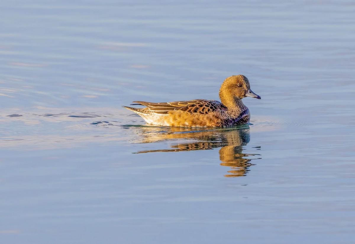 Eurasian Wigeon - ML646308970