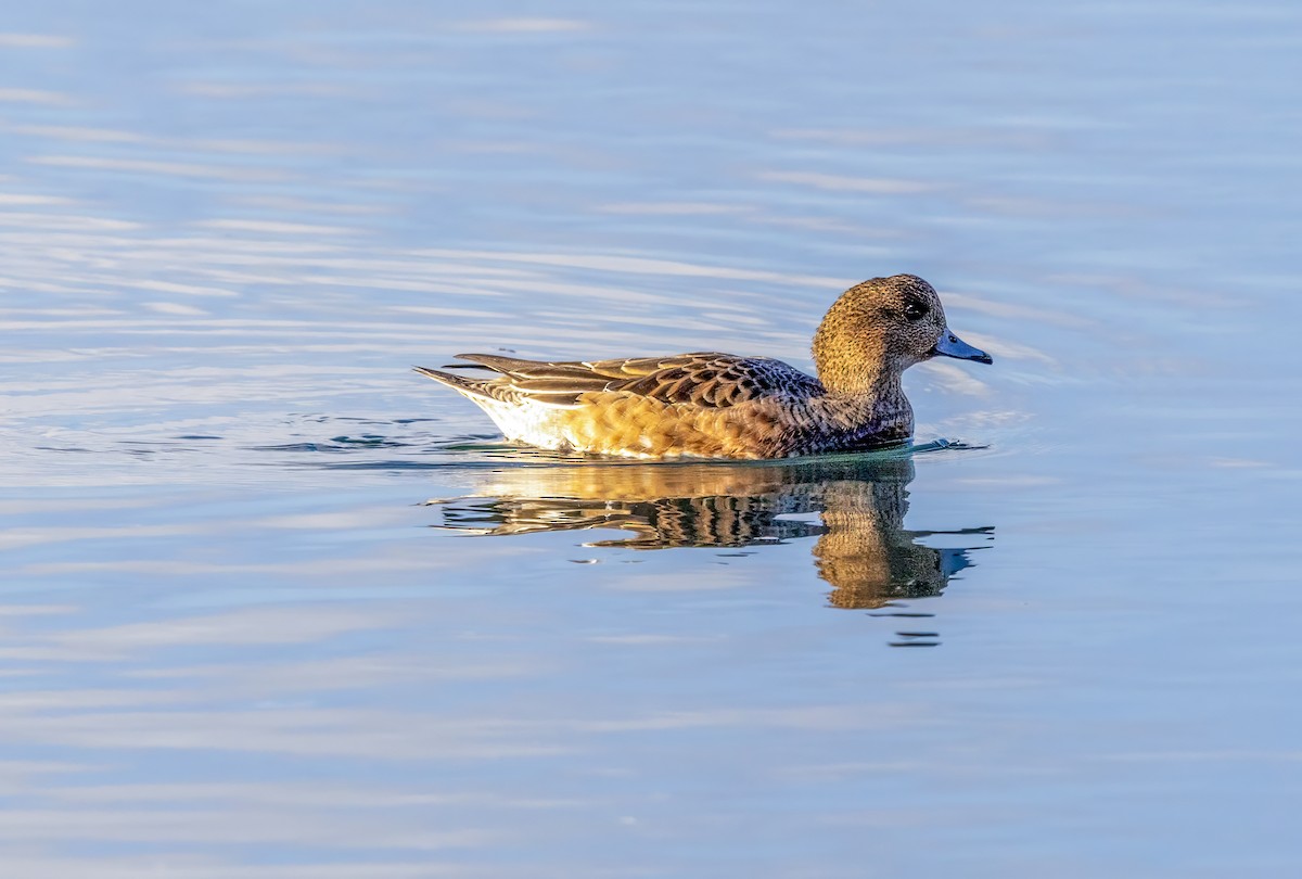 Eurasian Wigeon - ML646308971