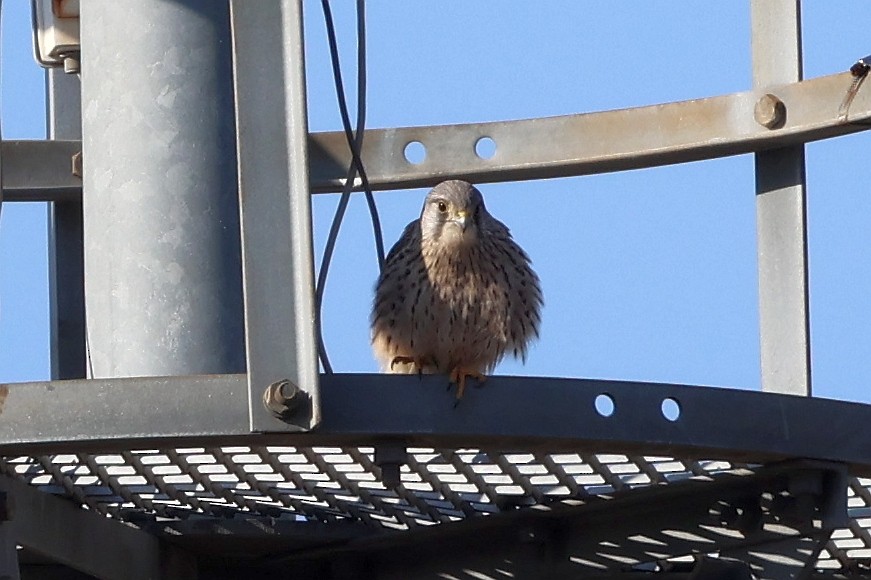 Eurasian Kestrel - ML646308972