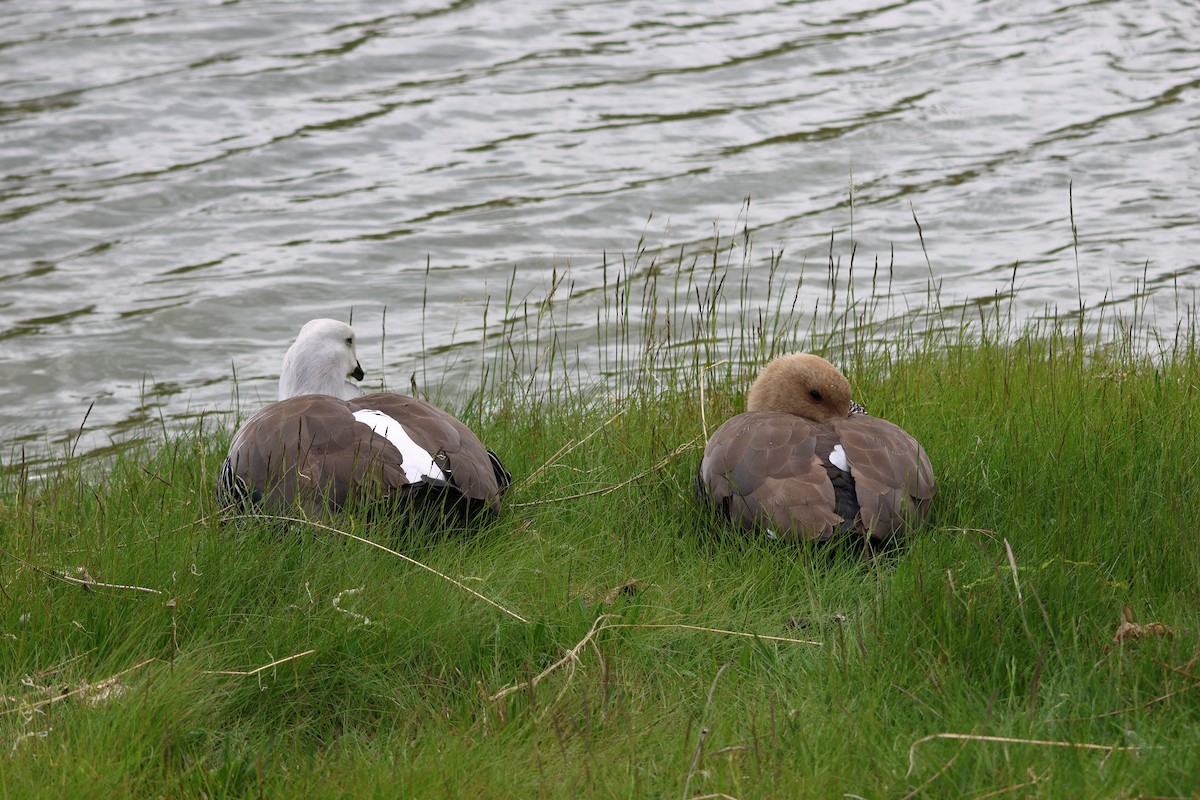 Upland Goose - ML646308973
