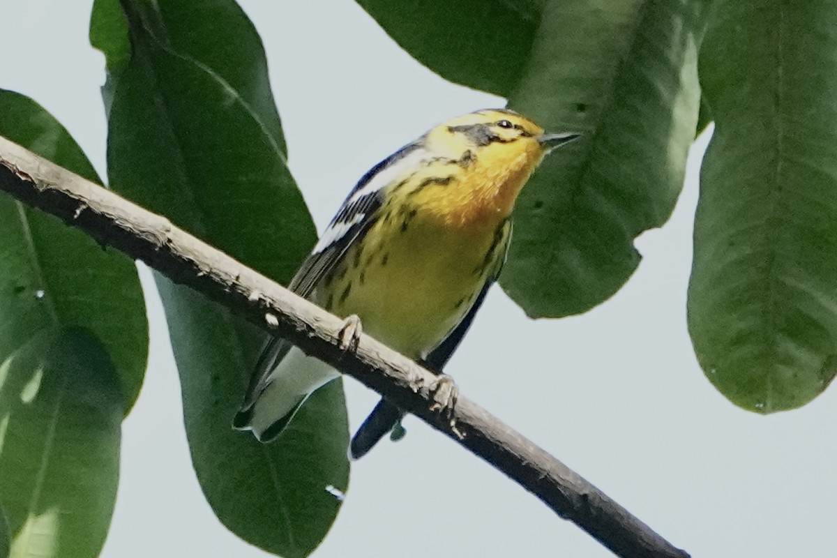 Blackburnian Warbler - ML646308974