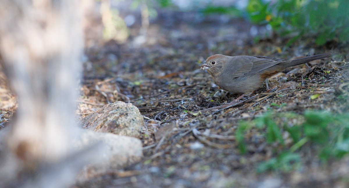 Canyon Towhee - ML646308975