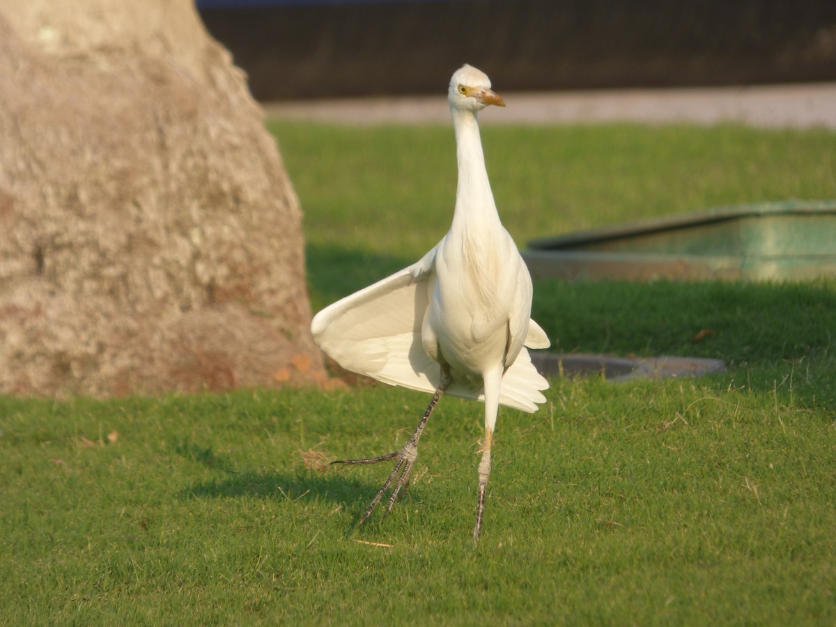 Western Cattle-Egret - ML646308976