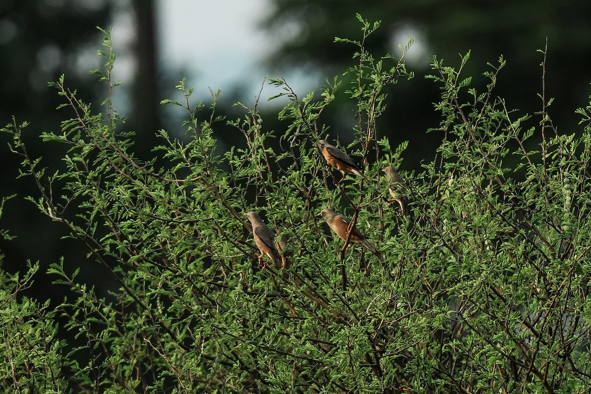 Chestnut-tailed Starling - ML646308977