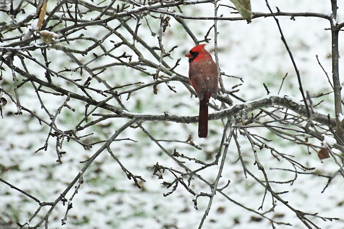 Northern Cardinal - ML646308978