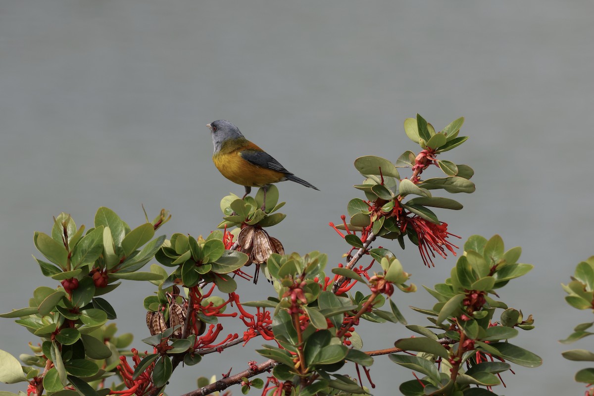 Patagonian Sierra Finch - ML646308979