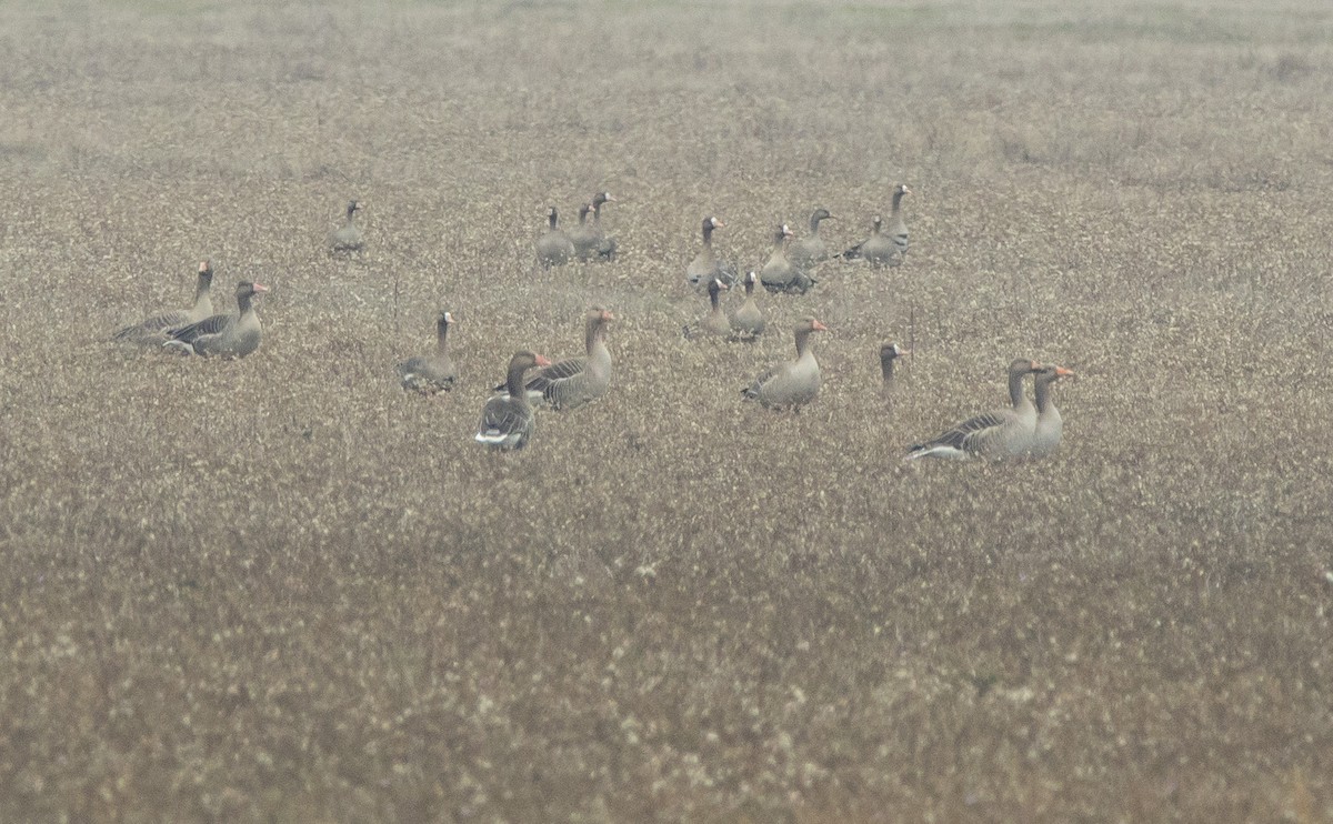 Lesser White-fronted Goose - ML646308980