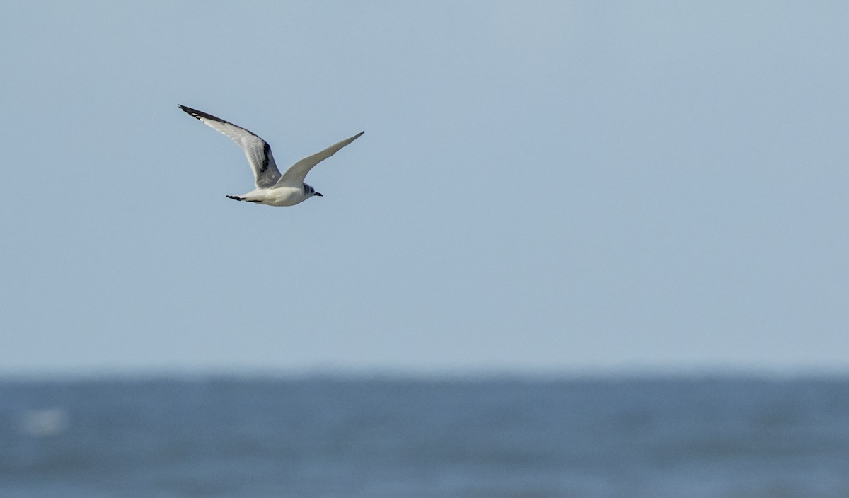 Black-legged Kittiwake - ML646308981