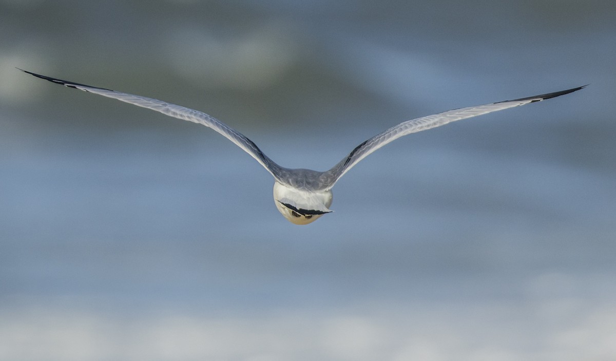 Black-legged Kittiwake - ML646308982