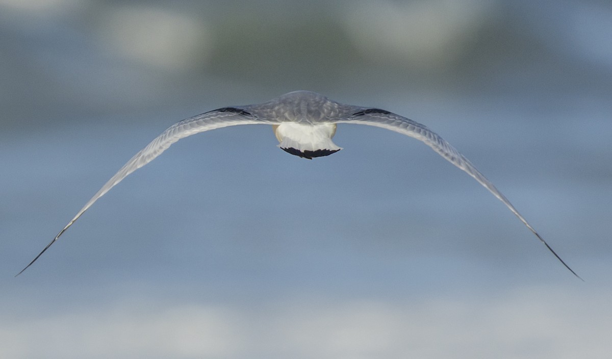 Black-legged Kittiwake - ML646308983