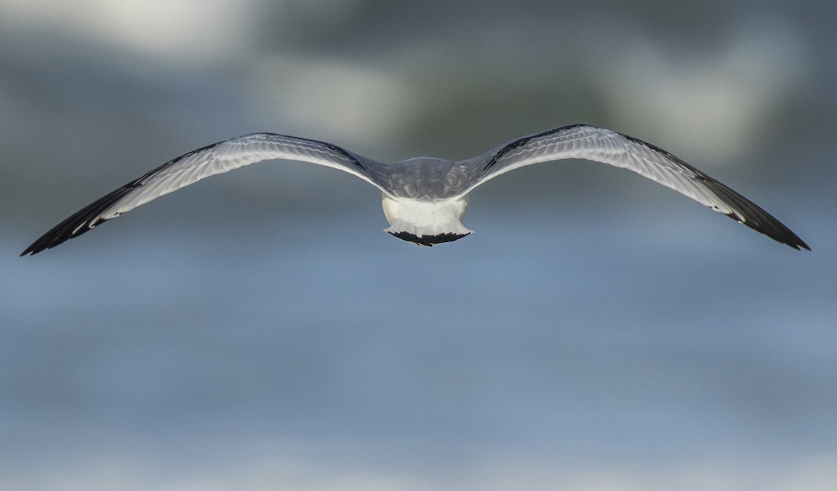 Black-legged Kittiwake - ML646308984