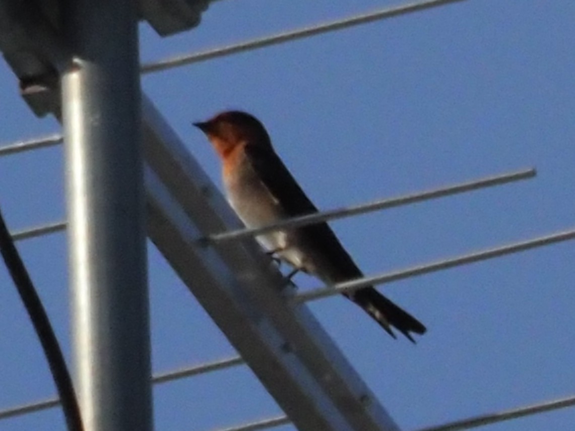 Pacific Swallow - ML646308985